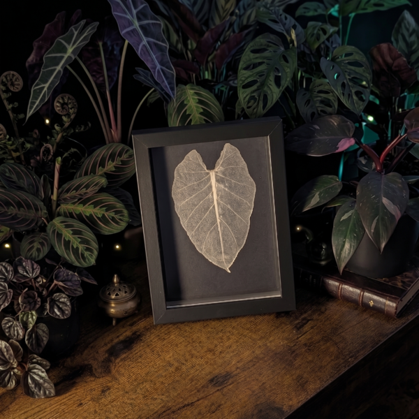 Botanical Art